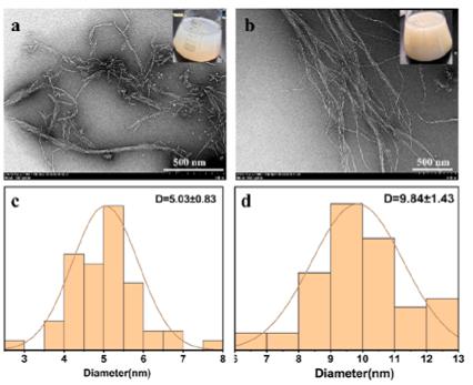 Prof. Zhao Jian’ Laboratory Made New Progress in Enzymatic Production of Nanocellulose from Commercial Pulp