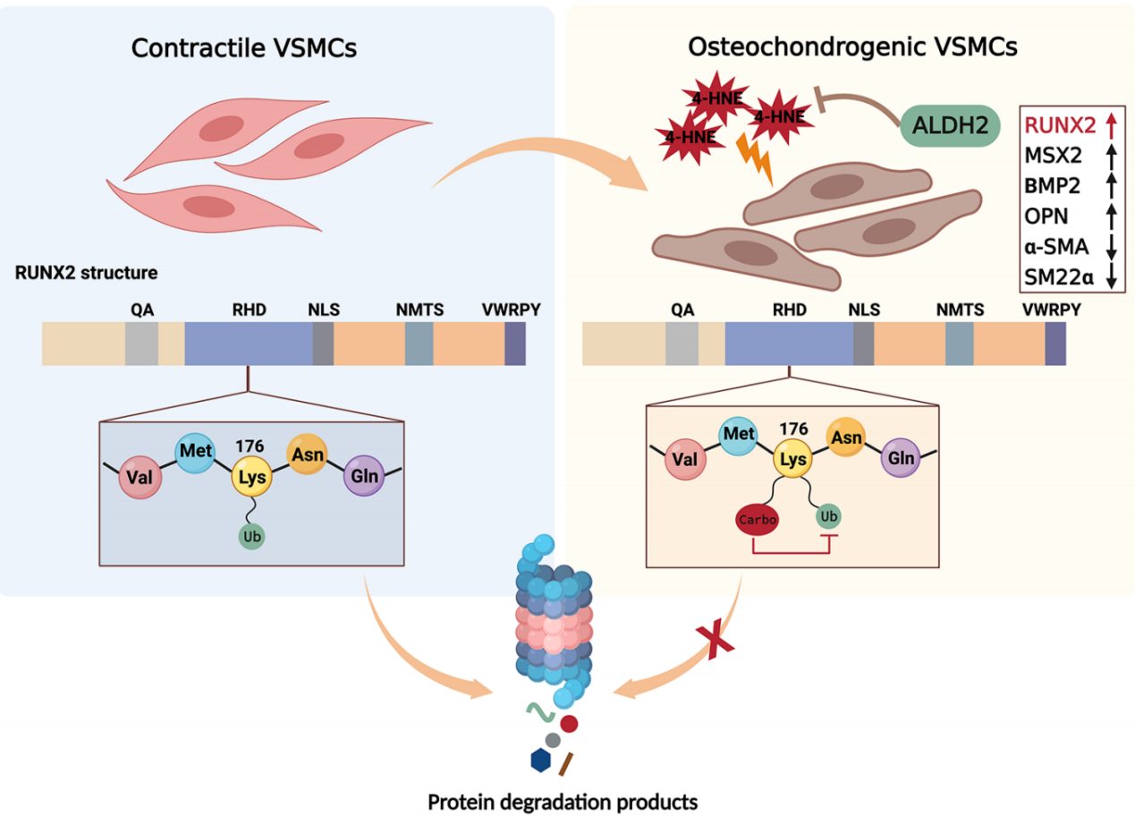 Professor Chen Yuguo's Team Provides Further Evidence for the Aldehyde Metabolism Theory