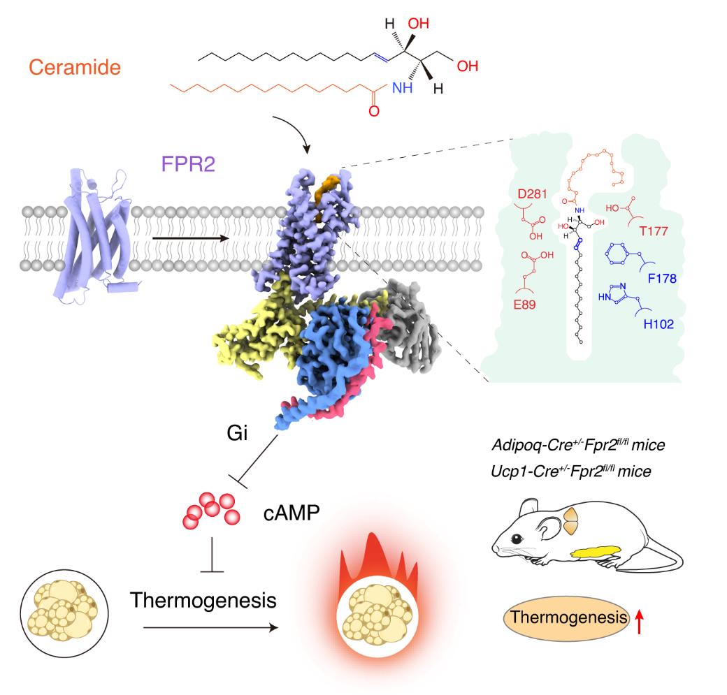 Science! SDU Researchers Identified the Membrane Receptor for Ceramide in Adipocytes
